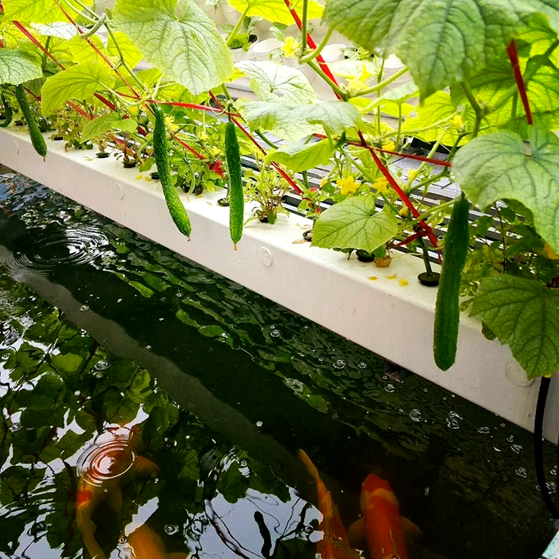 株洲市水培设备鱼菜共生 - 方案
